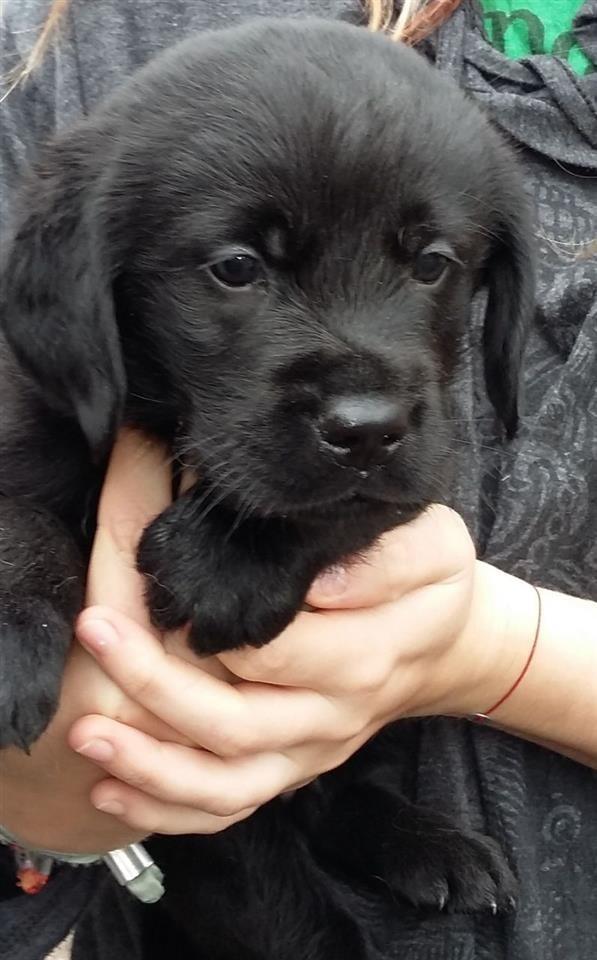 Labrador-