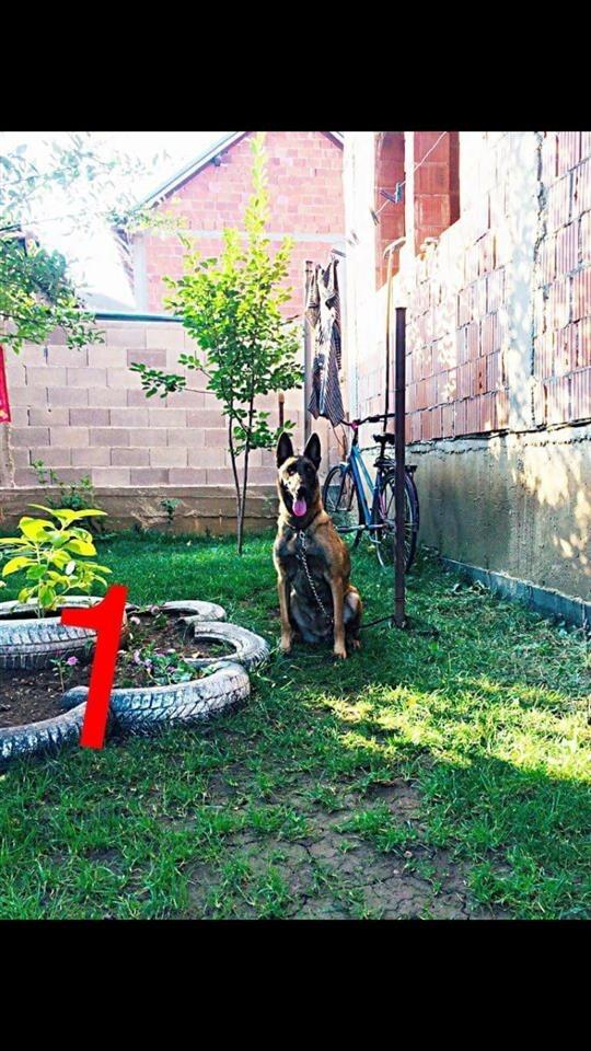Belg-malinois