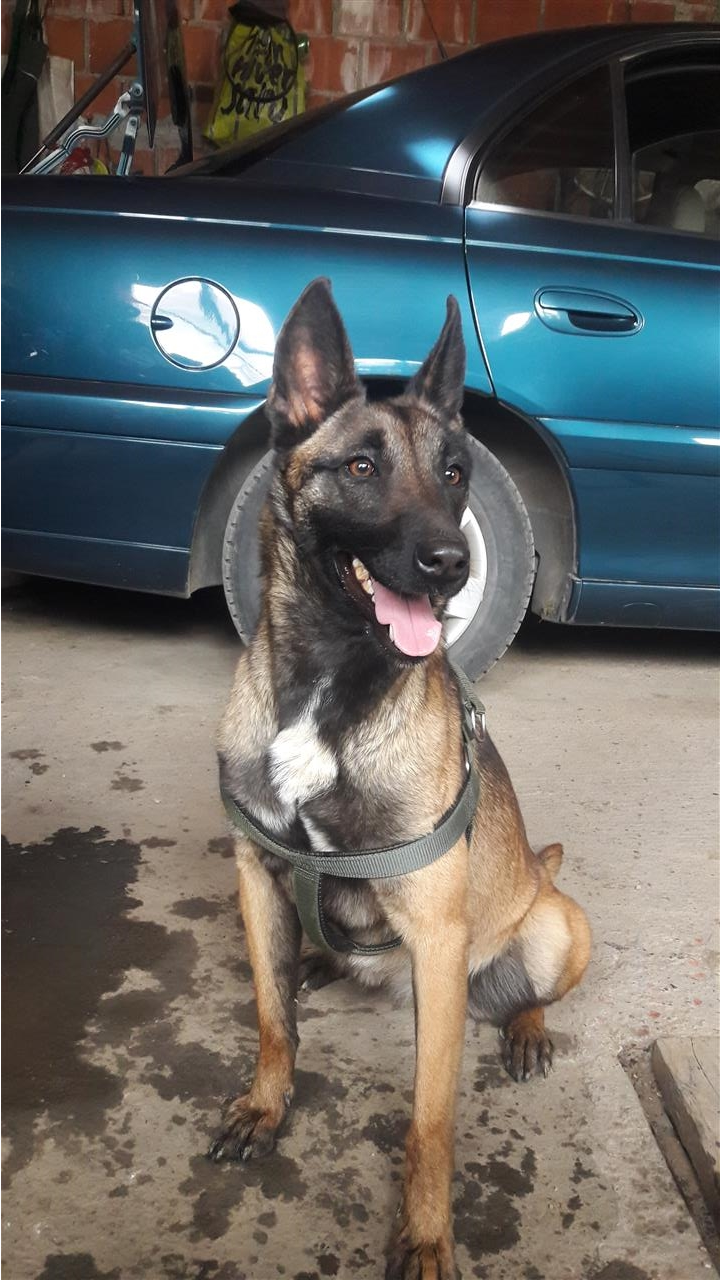 Malinois
