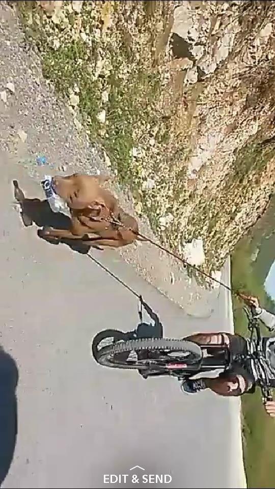 pitbullk-