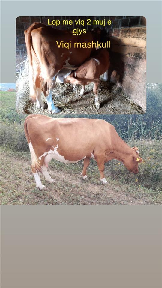 Shiten-lopt-
