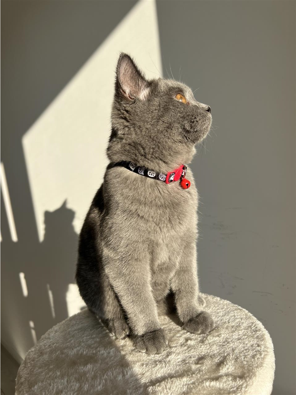 Blu