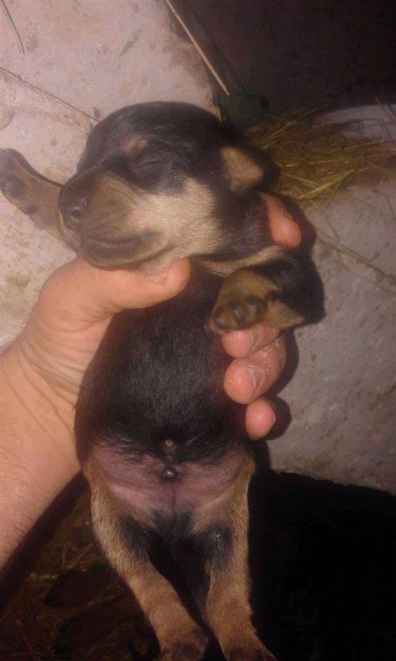 qen-terrier-