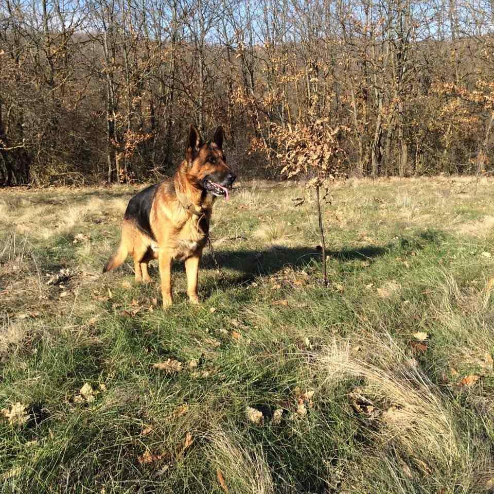 Shepherd-German-