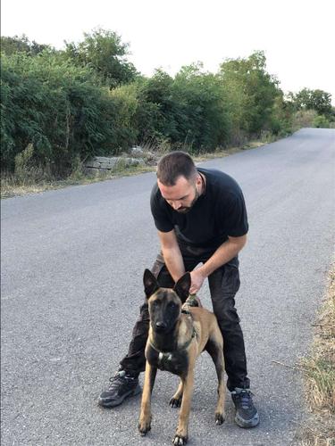 Malinois 