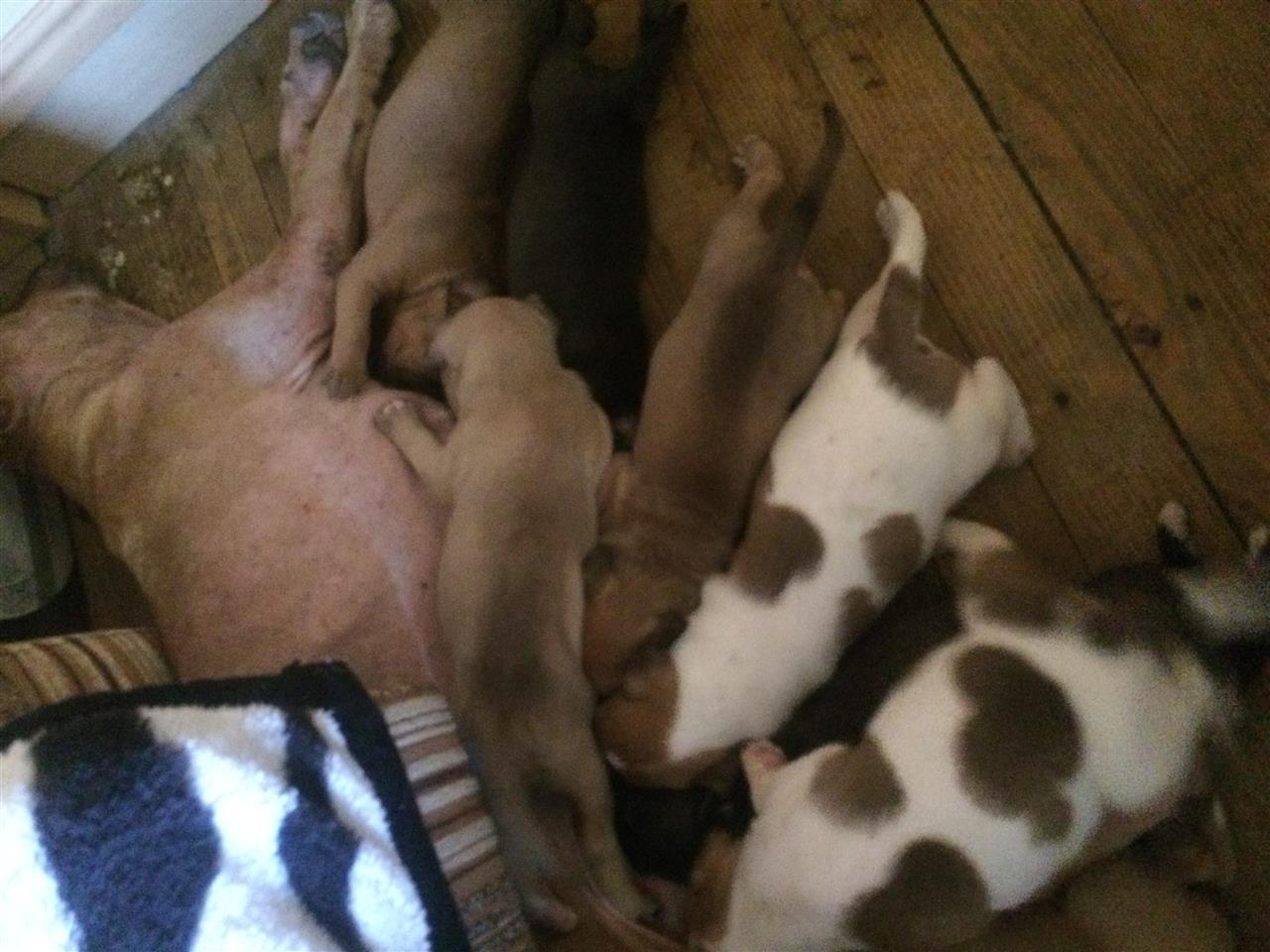 Pitbulla