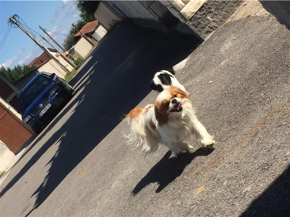 pikinez
