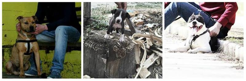 Pitbull-