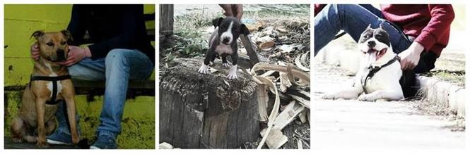 Pitbull 