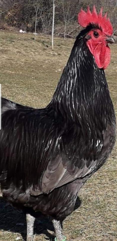 Zoj