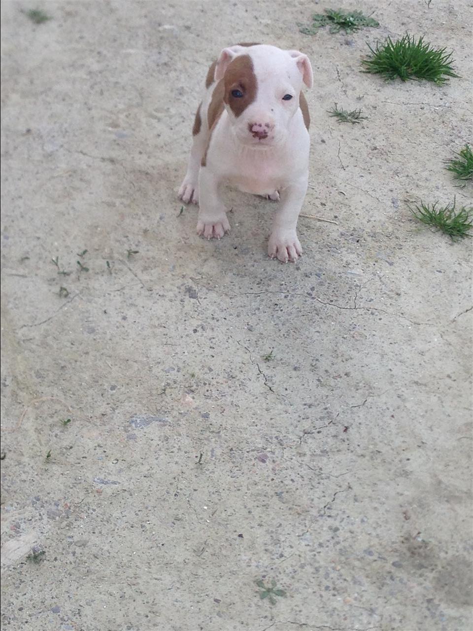 Pitbull