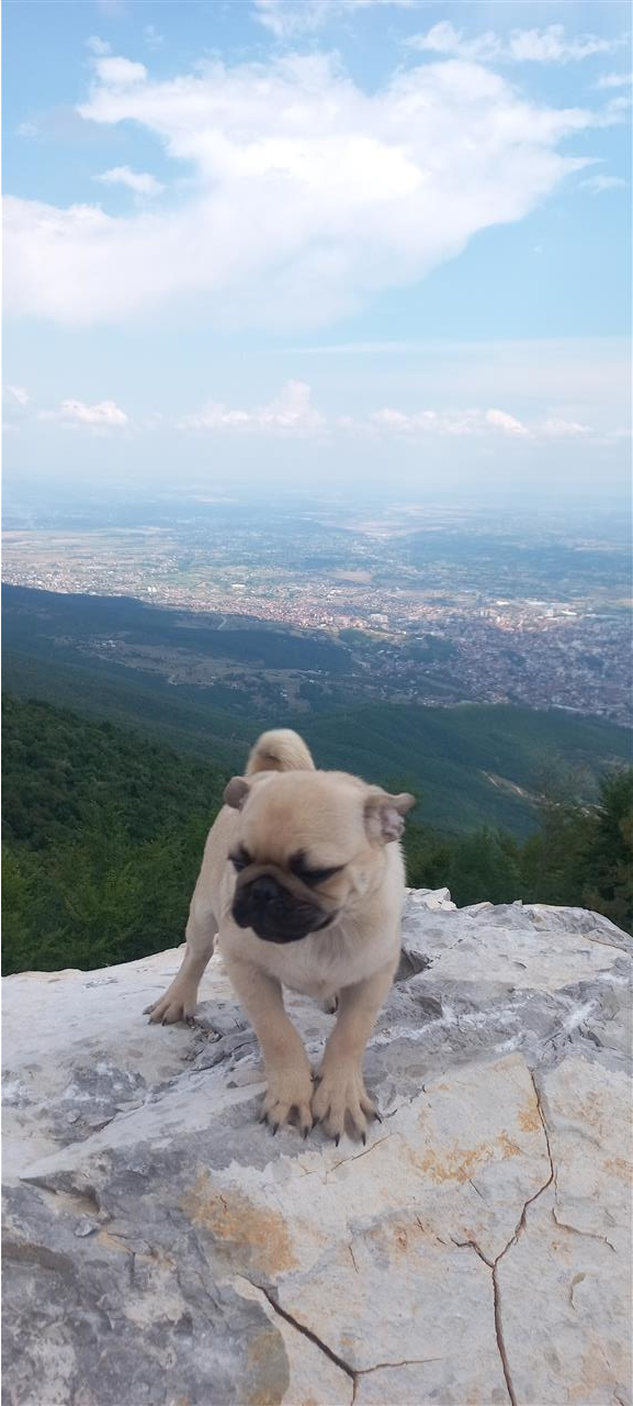 Pugg