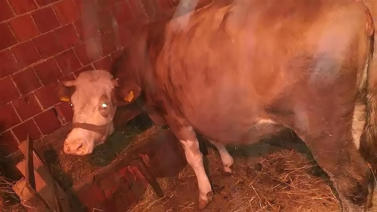 shes-lopen
