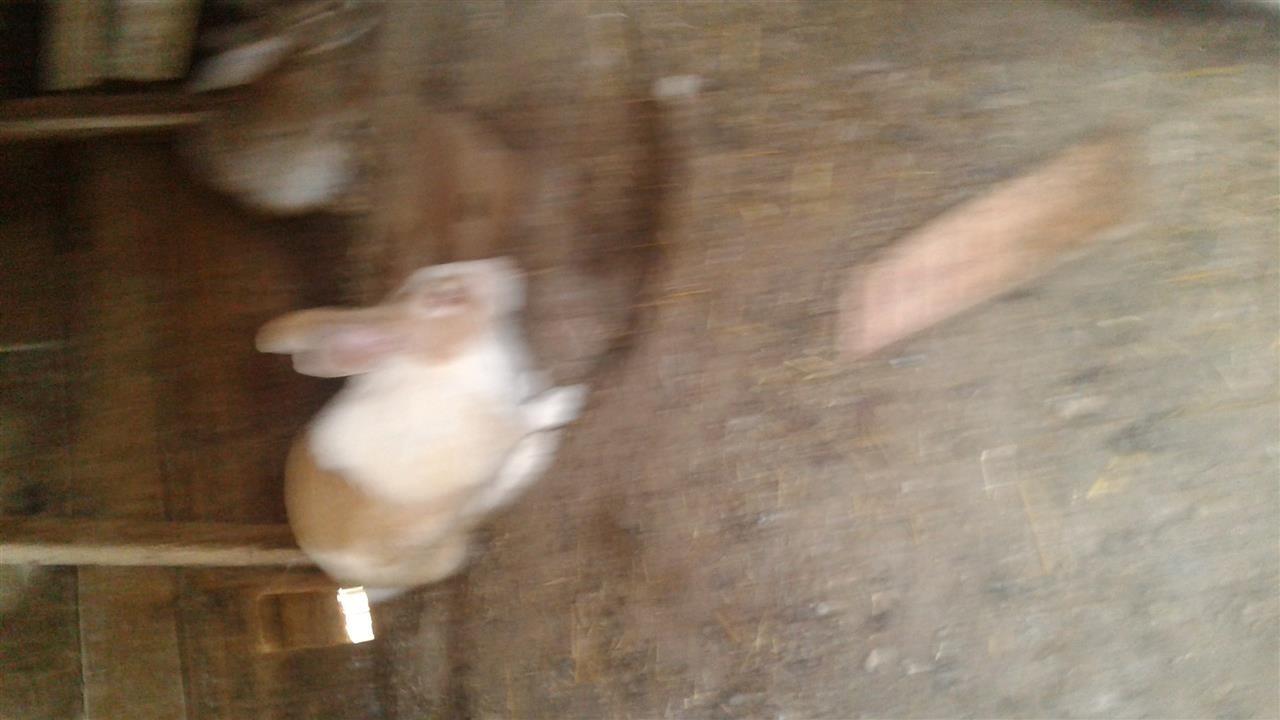 lepra