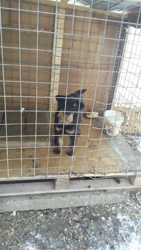 terrier-