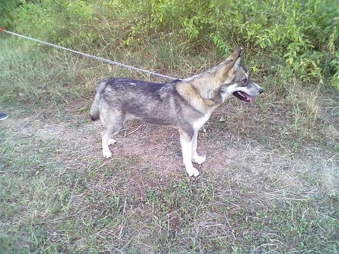 Hasky