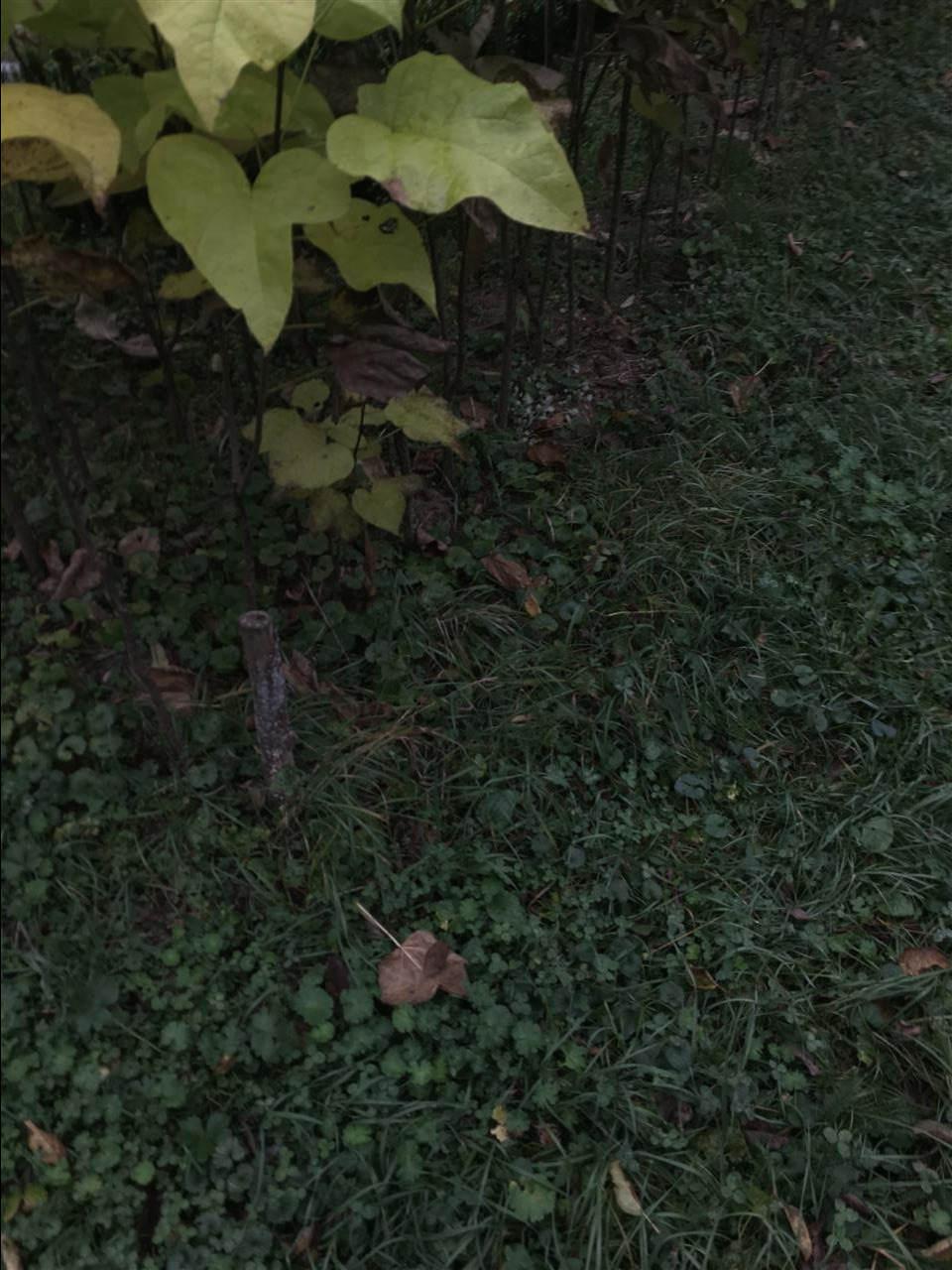 Katallfa
