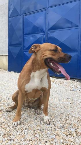 Amstaff
