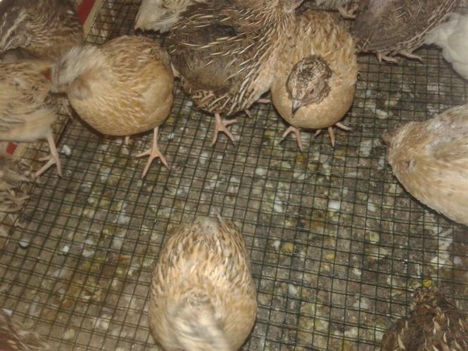 Fellenza