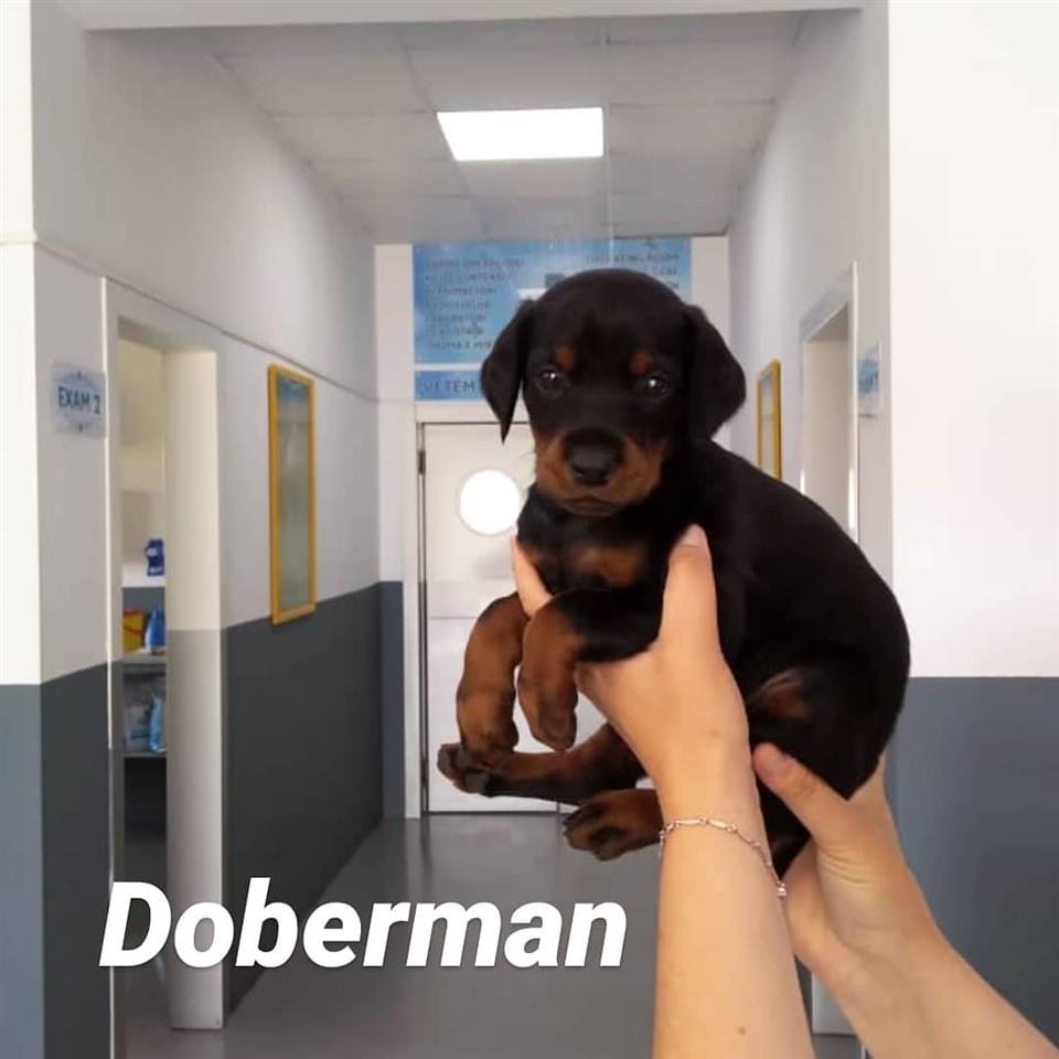 Doberman
