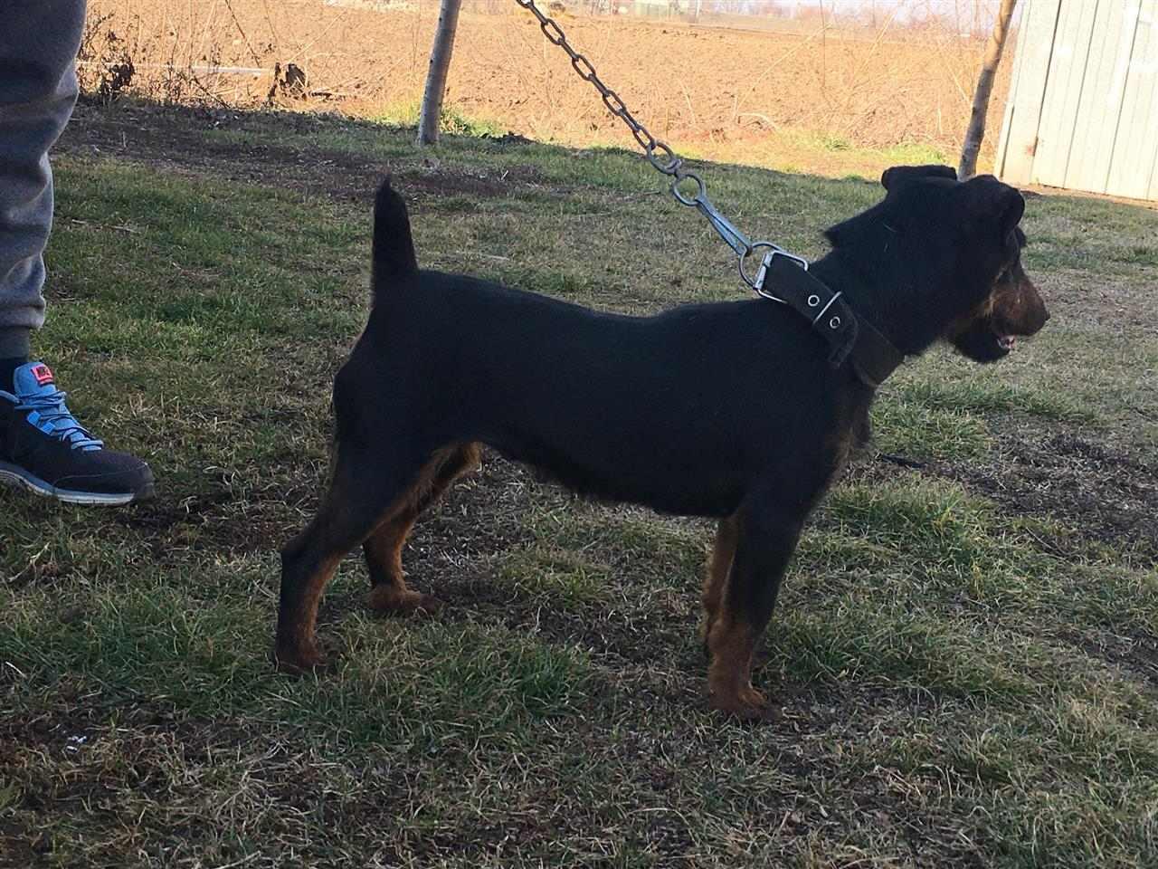 Terrier