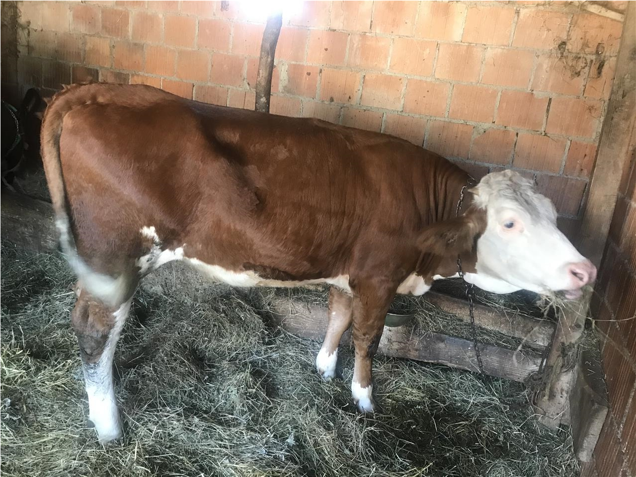 mshtjerr