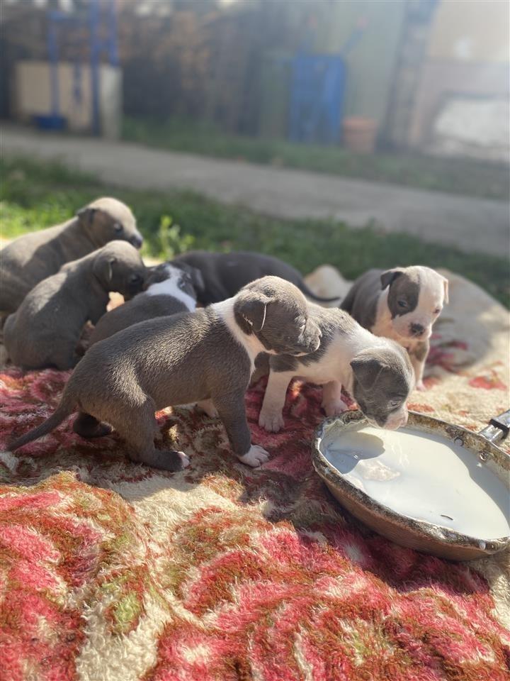 pitbull