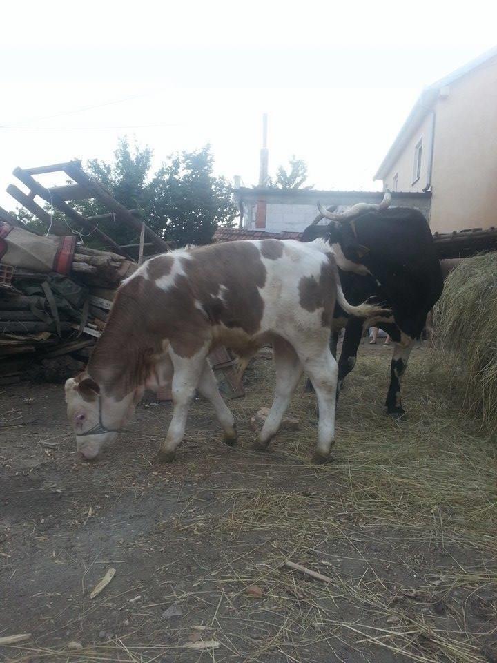 Lope-