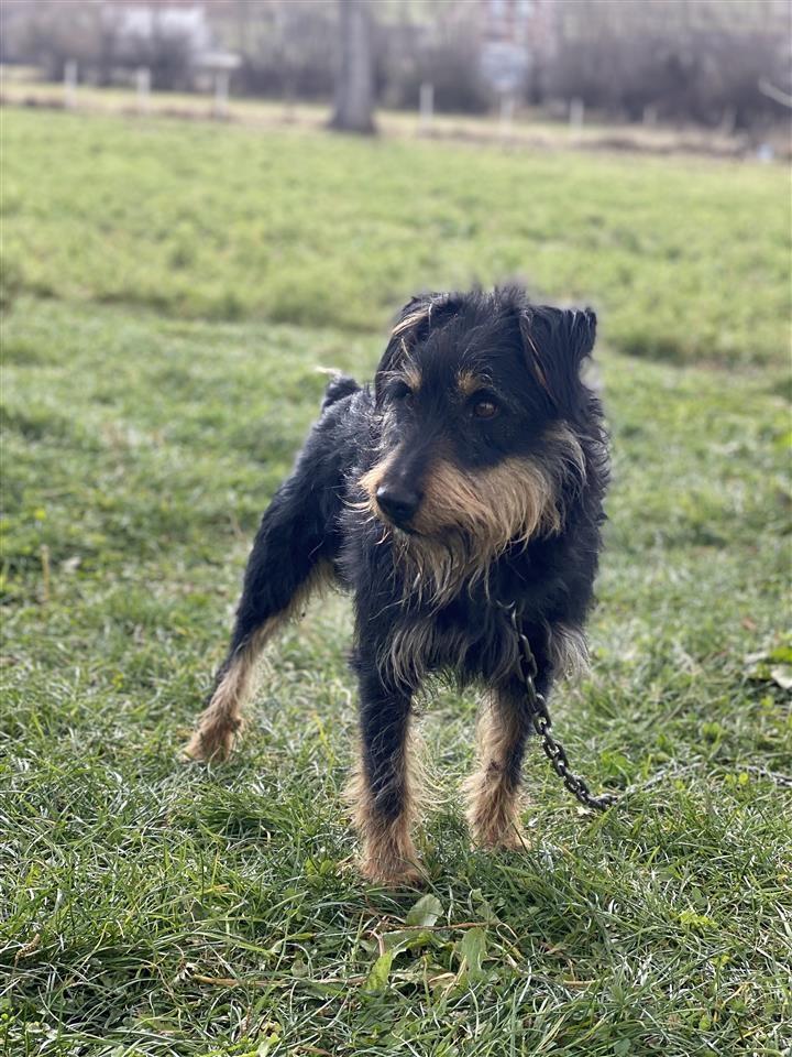 terrier