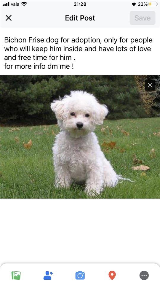 Bichon-Frise