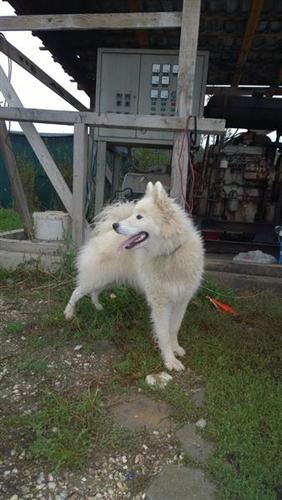 Samoyed
