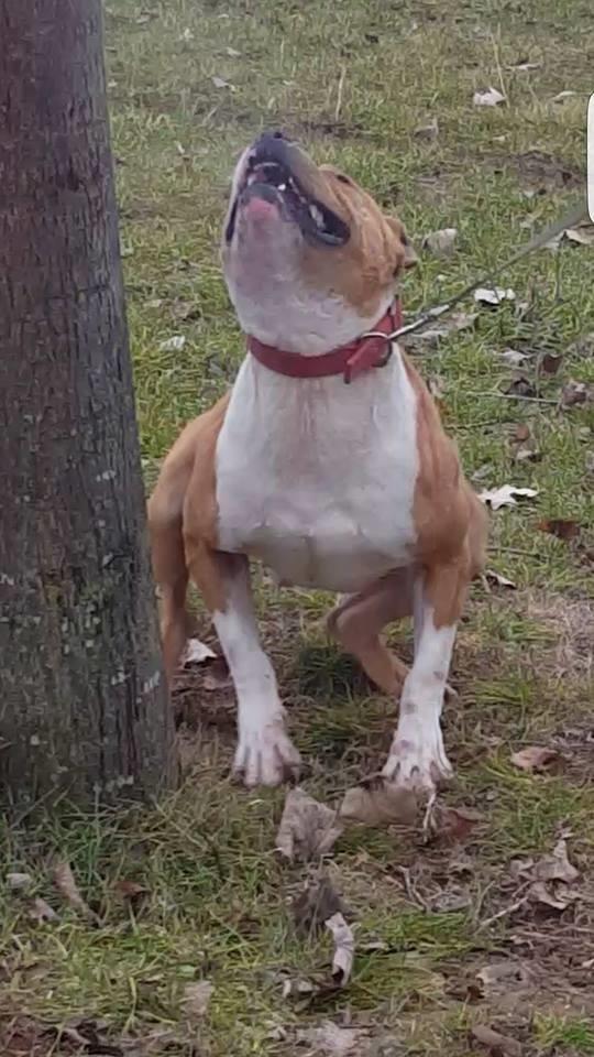 Pit-bull