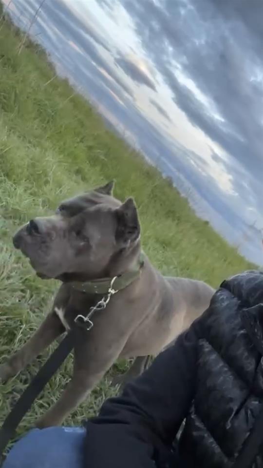 Cane-corso