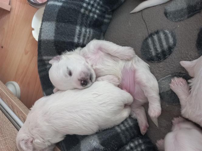 Maltezer