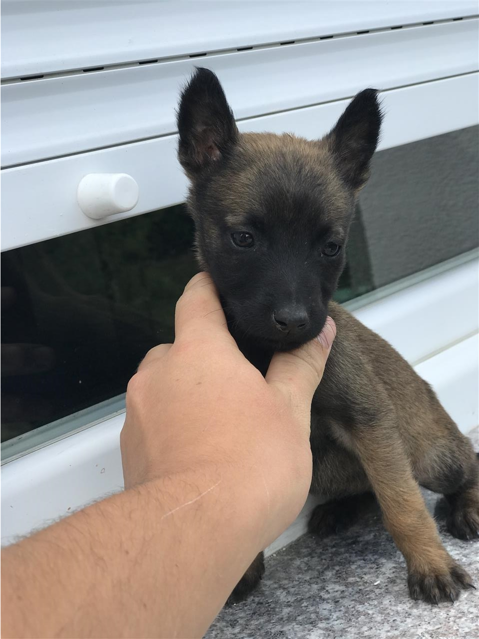 Malinois-belg-