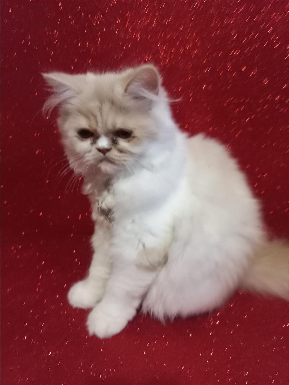 Persiane