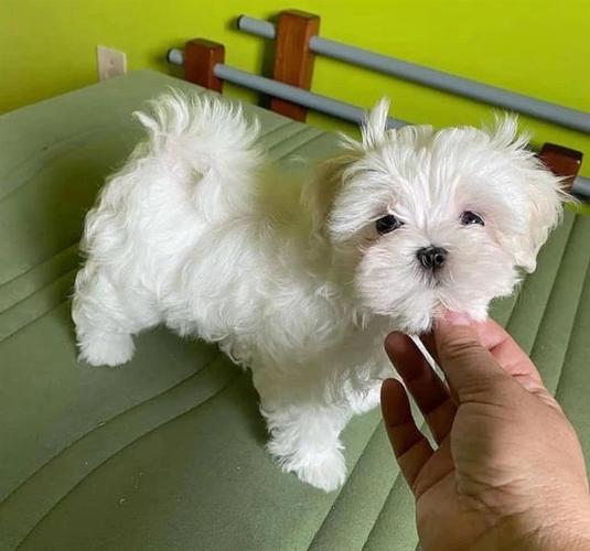 Maltezer