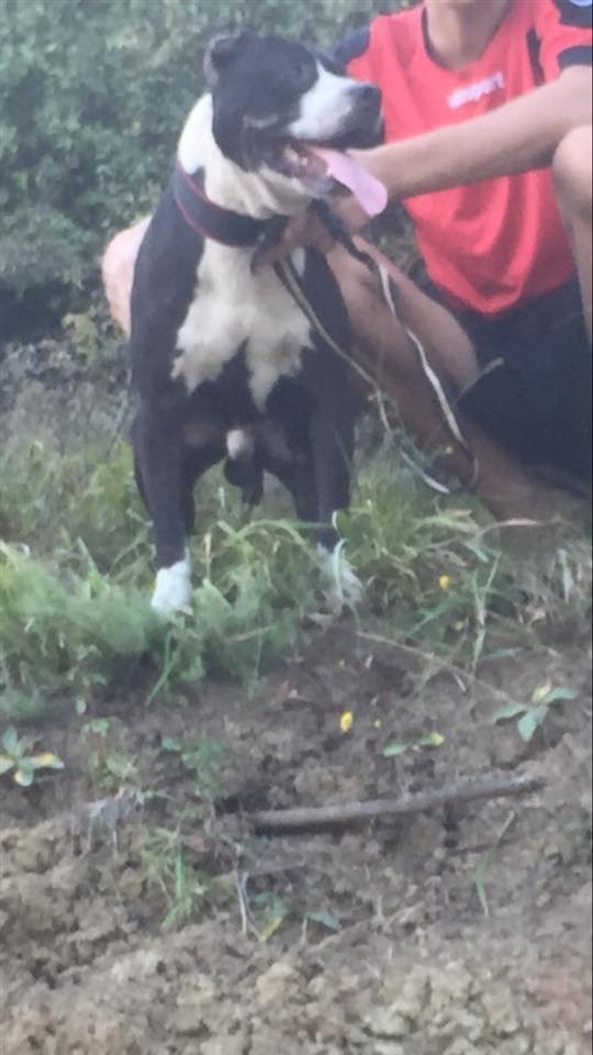 Pit-bull