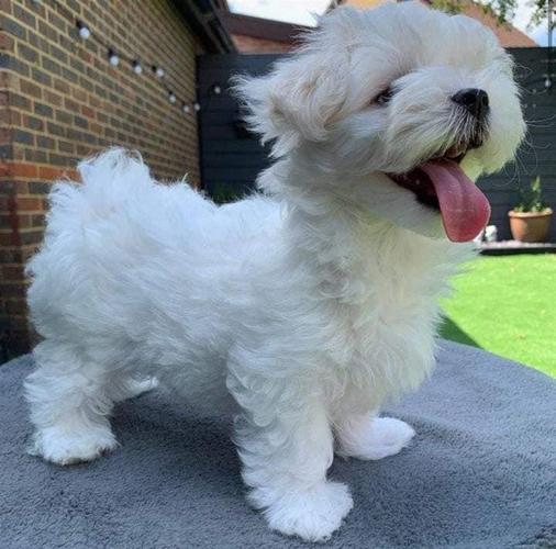 Mini Maltezer