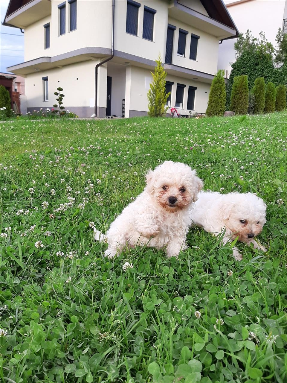 Bichon-