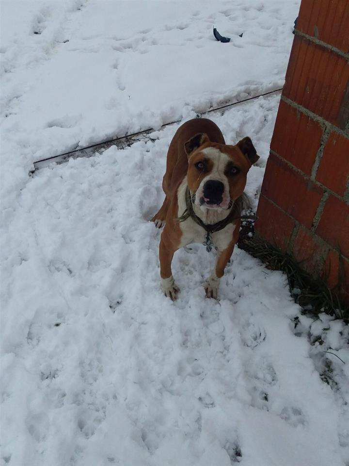 Pitbull