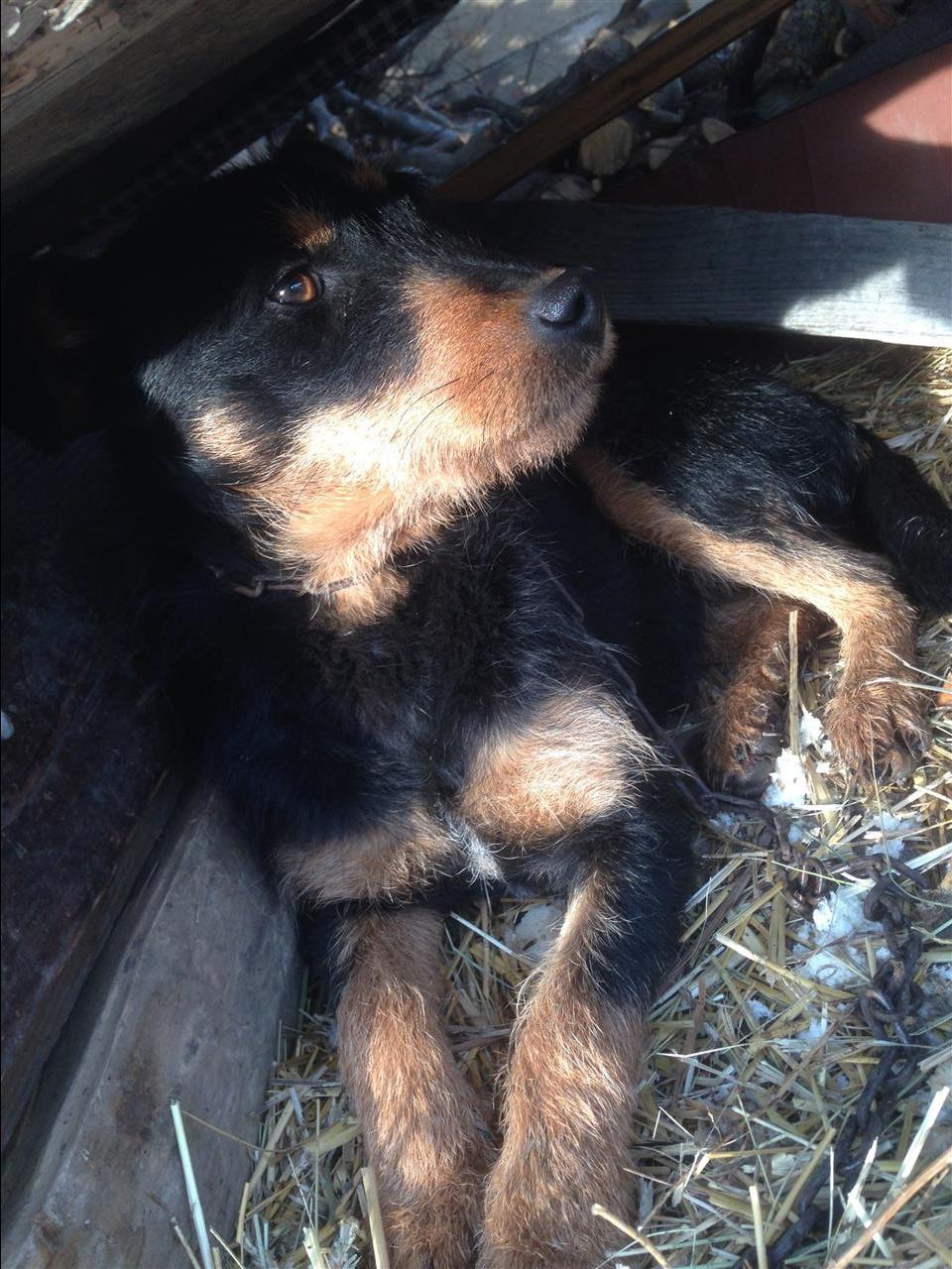 Terrierk