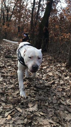 Pitbull