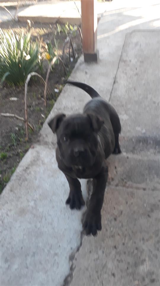 -Cane-Corso