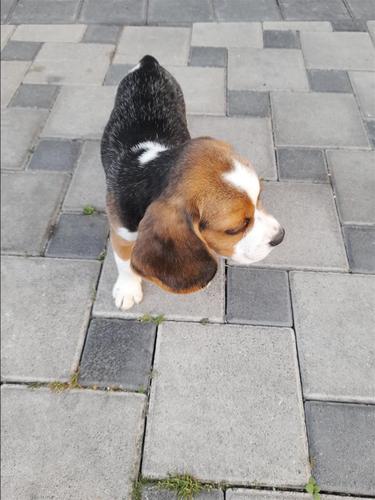 Beagle
