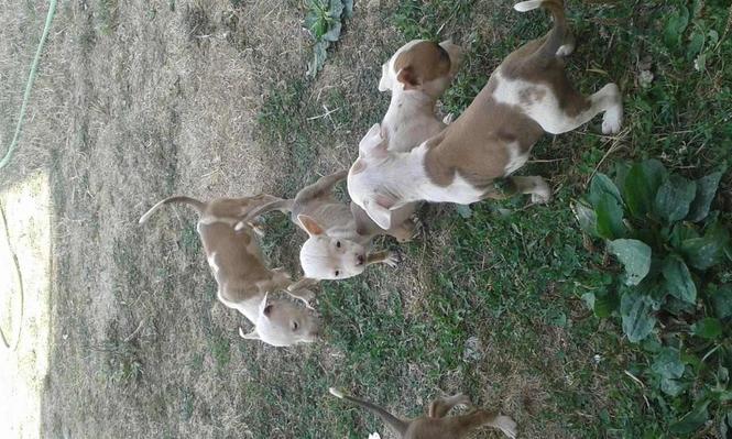 Pitbull