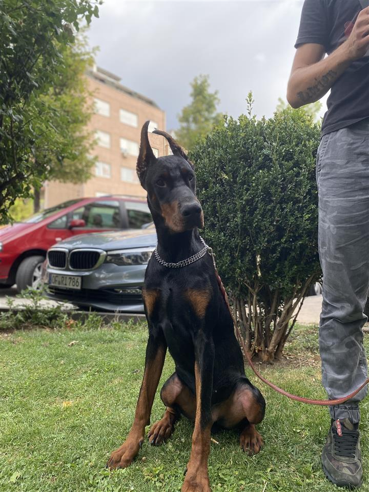 Doberman