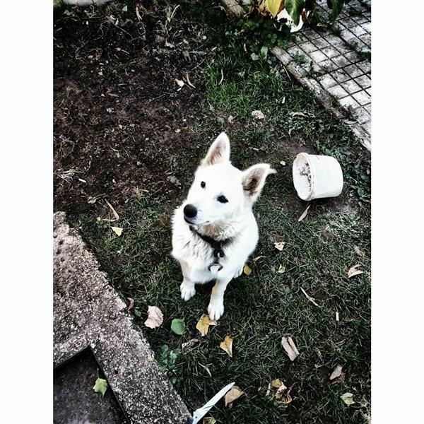 Hasky