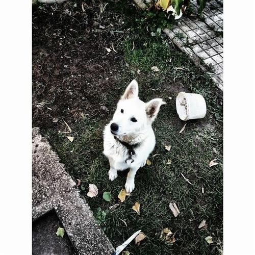 Hasky