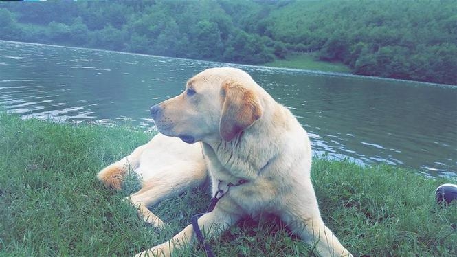 Maxi